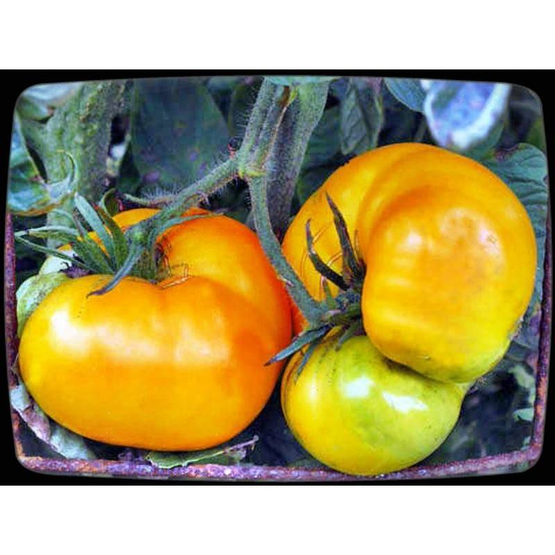 Описание сортов томатов брендивайн черный, желтый, розовый и красный