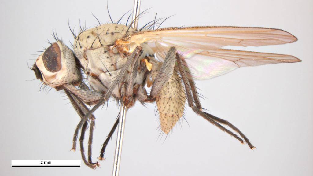 Луковая муха: как бороться с вредителем лука, чем обработать — химические и народные средства