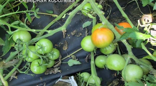 Карликовые сорта томатов не требующие пасынкования