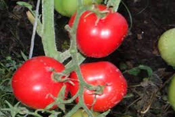 Описание сорта томата Славянин, особенности выращивания и ухода