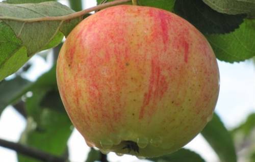 Сорт яблони орловим — любимец садоводов