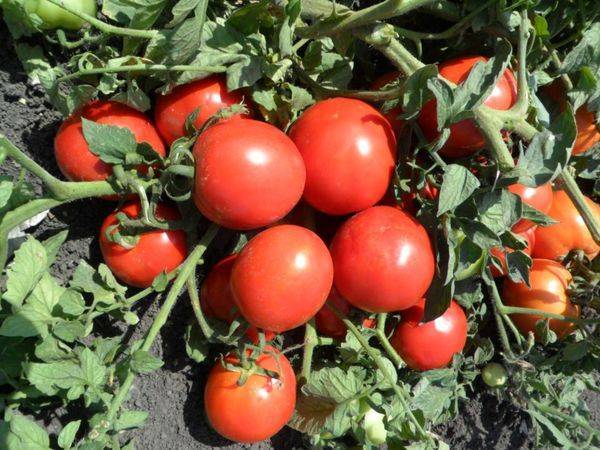 Низкорослые томаты – самые урожайные сорта
