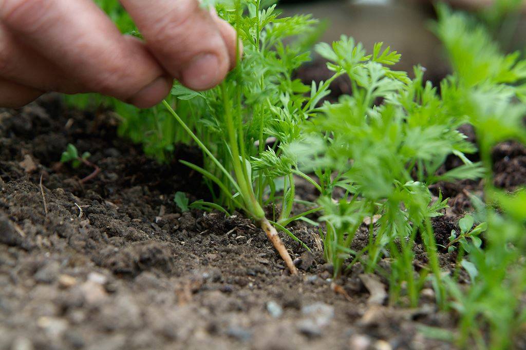 Сроки посева основных огородных культур в открытый грунт