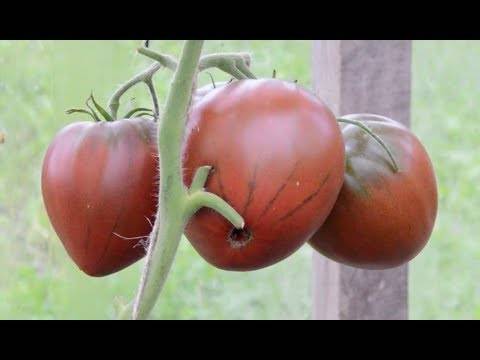 Описание сорта томата черное сердце бреда, особенности выращивания и ухода