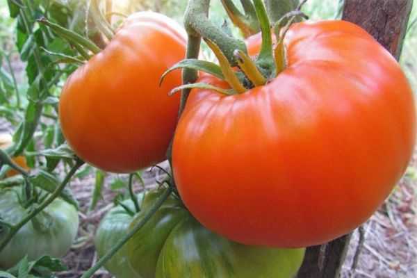 Томат алтайский красный — описание сорта, отзывы, урожайность