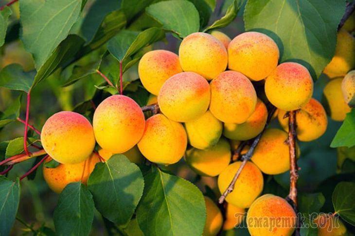 Описание сорта абрикосов Россиянин, характеристики плодоношения и ухода