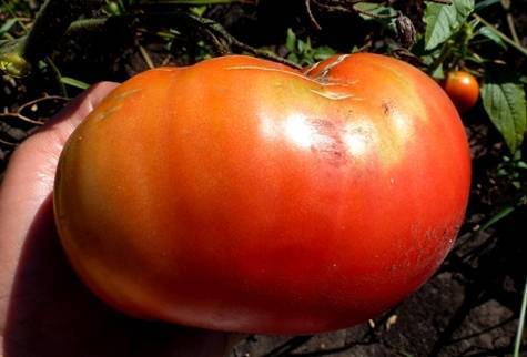 Жёлтый и вкусный томат на ваших грядках — описание сорта помидор «золотой король»