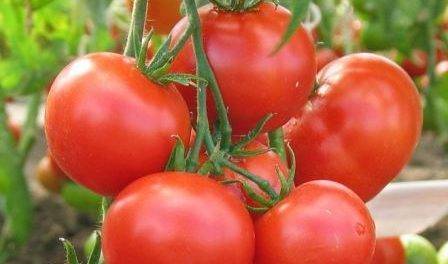 Характеристика и описание сорта помидоров оля f1