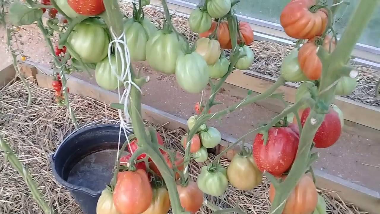 Описание и особенности агротехники урожайного томата пузата хата