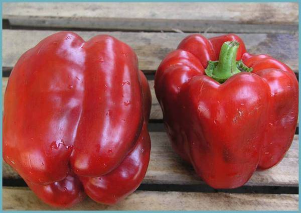 Клаудио f1: описание перца и особенность его выращивания