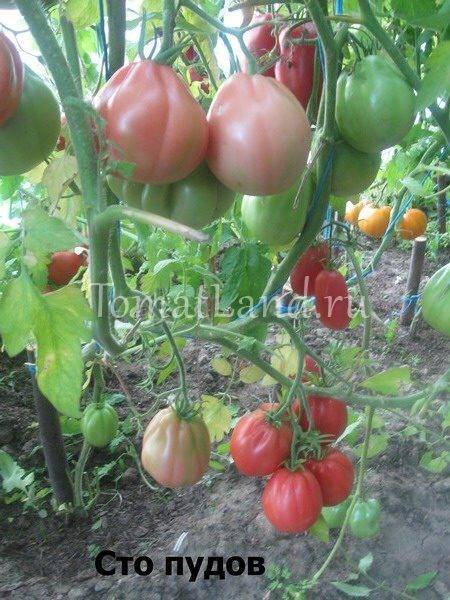Томат тонопа f1: характеристика и описание сорта, урожайность с фото