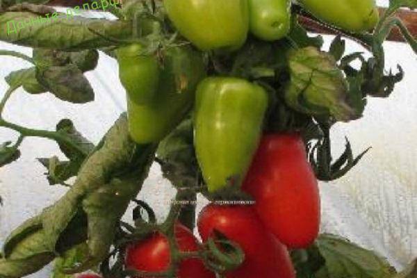 Томат черринано: описание и способы выращивания с фото