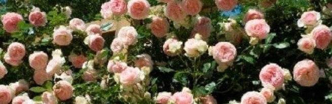 Разновидности и выбор лучших опор для плетистых роз, как создать своими руками