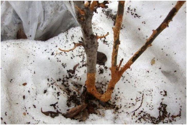 Как защитить яблоню от грызунов на зиму: лучшие способы укрытия ствола и веток