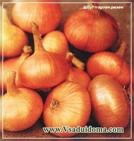 Выращиваем лук геркулес: описание сорта и секреты получения отличного урожая
