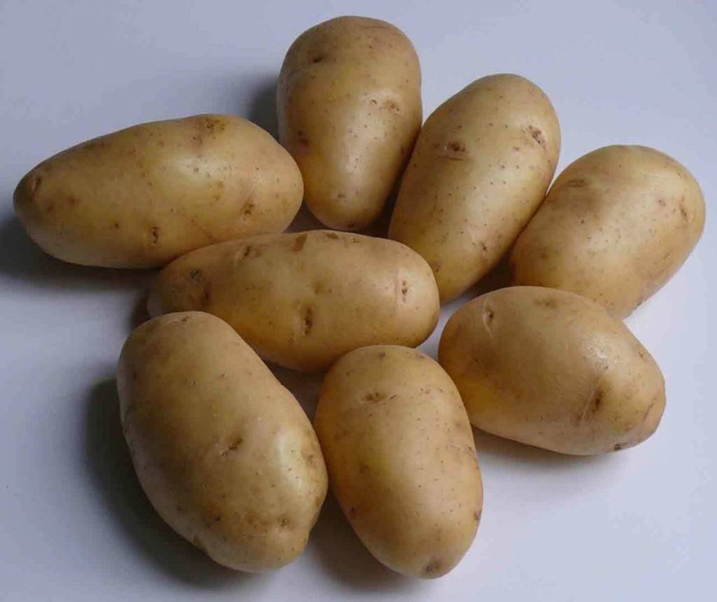 Невский — самый распространённый сорт картофеля в россии