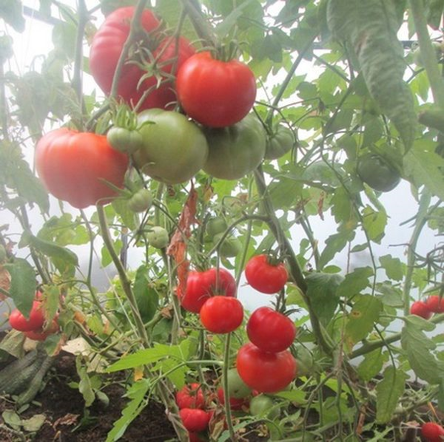 Почему дачники так любят томат «алтайский оранжевый», отзывы о его урожайности и секреты ухода