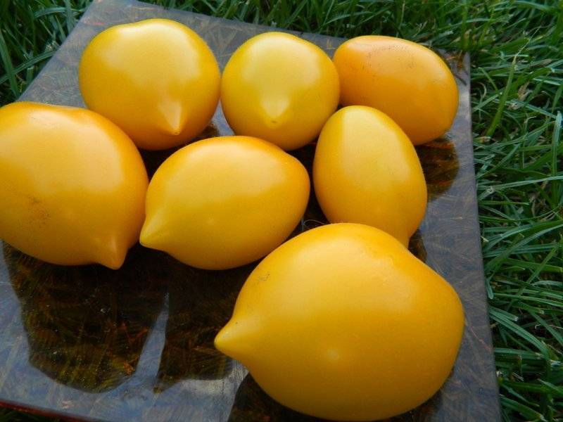 Лучшие сорта желтых томатов: описание с фото самых интересных по отзывам огородников