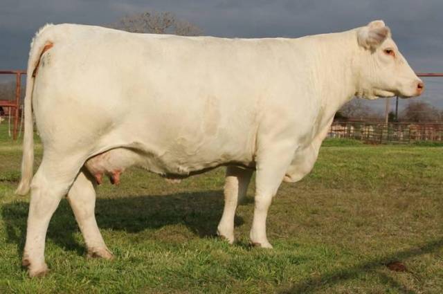 Айрширская корова: характеристика породы и особенности разведения