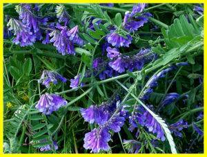 Сочная трава вика — полезный корм и симпатичное растение