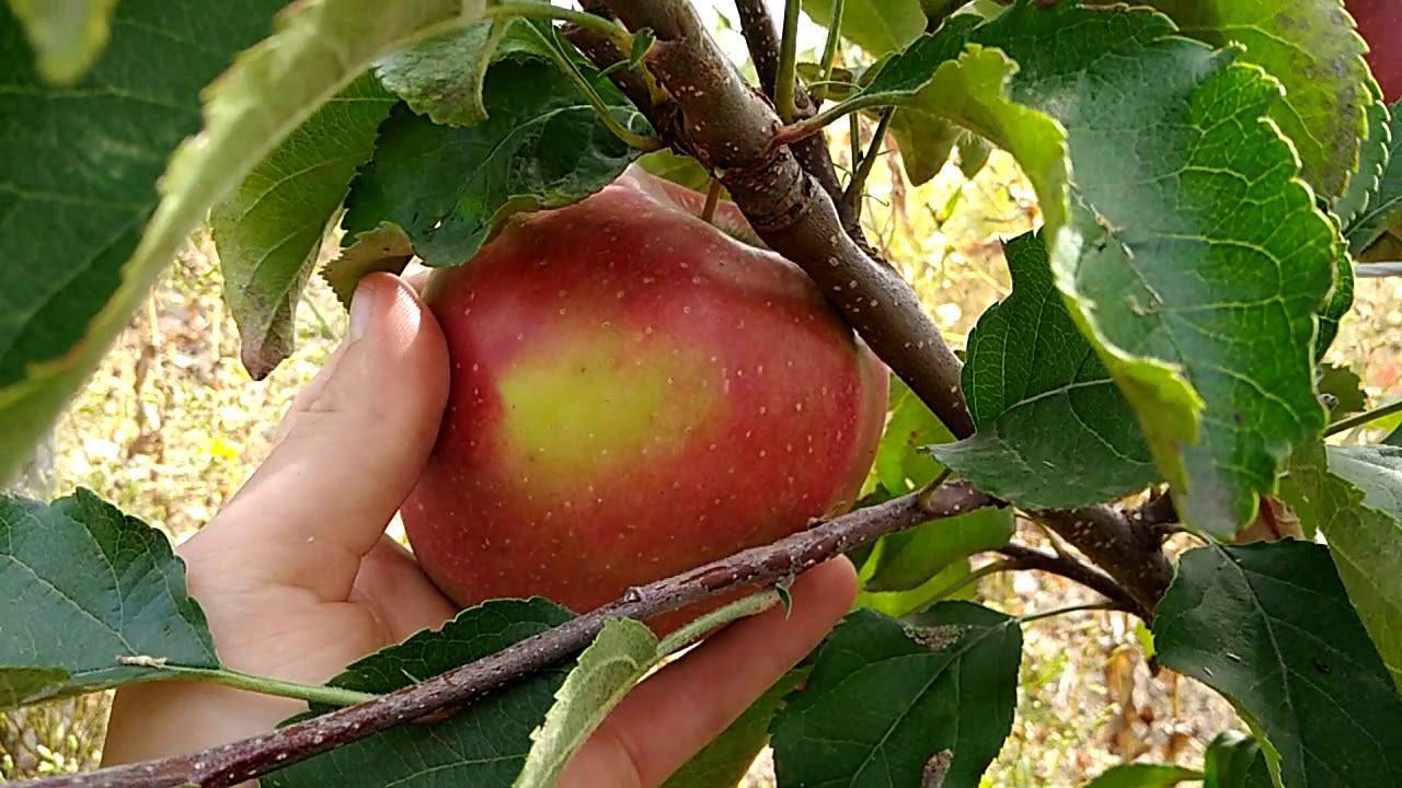 Белоснежка яблоня. сорт яблони «юнга»: характеристика, плюсы и минусы