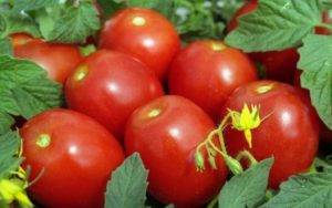 Сорт помидоров «маруся»: отзывы, описание, характеристика, урожайность, фото и видео