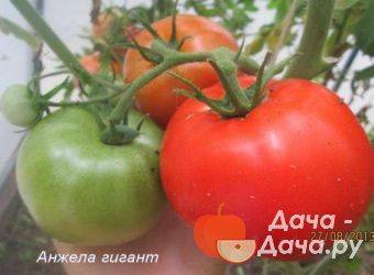 Томат красный уголь: описание и характеристика сорта, урожайность с фото