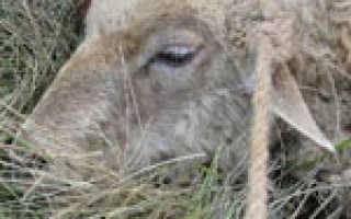 Чем лечить понос у козлят в домашних условиях, лекарства и народные средства