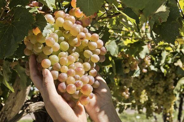 Кардинал — вкусный сорт винограда калифорнийской селекции