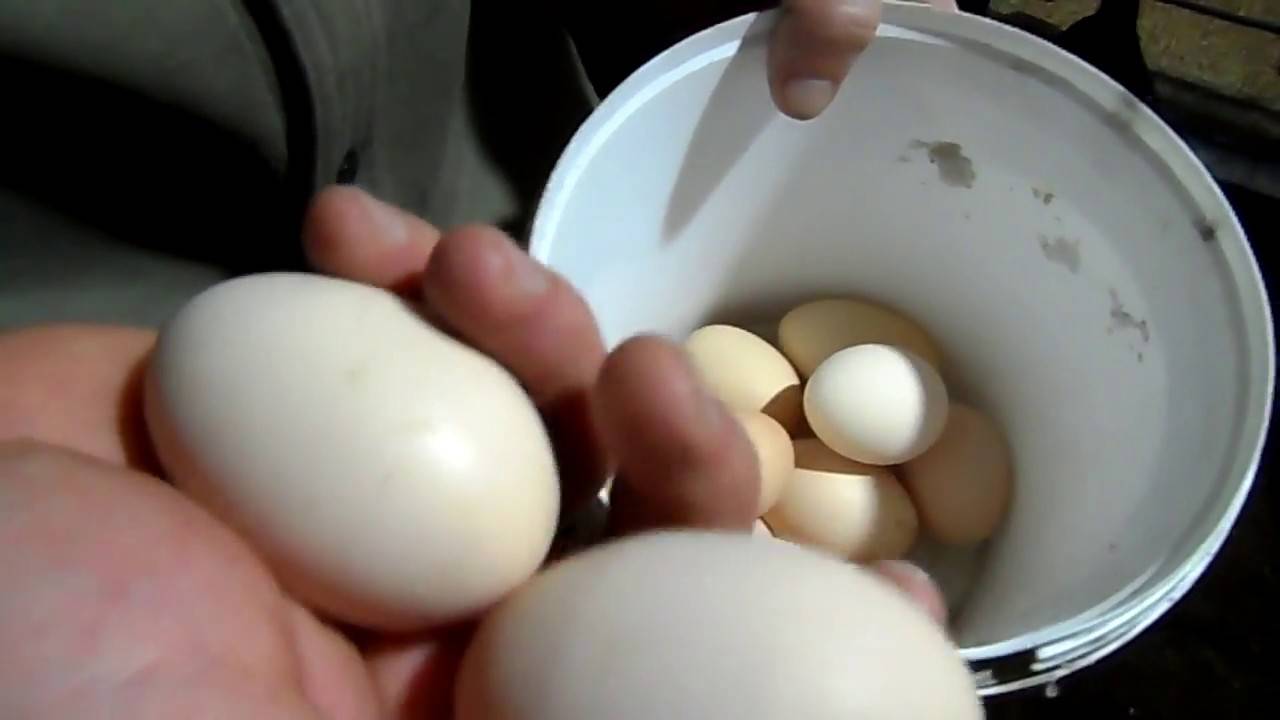 Почему куры-несушки несут мелкие яйца?