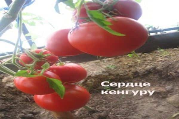 Рекордсмен по содержанию полезных веществ — томат «оранжевое сердце»