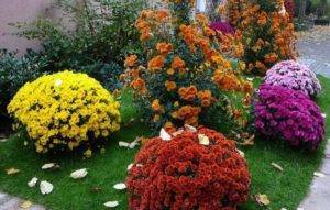 Этапы осеннего ухода за многолетними хризантемами и подготовка их к зиме