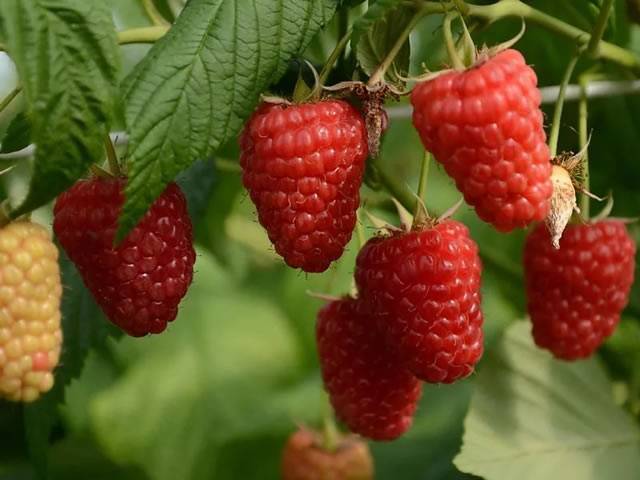 Малина: как выращивать любимую русскую ягоду