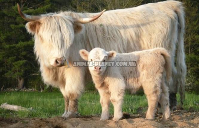 «хайленд» – описание шотландской породы коров