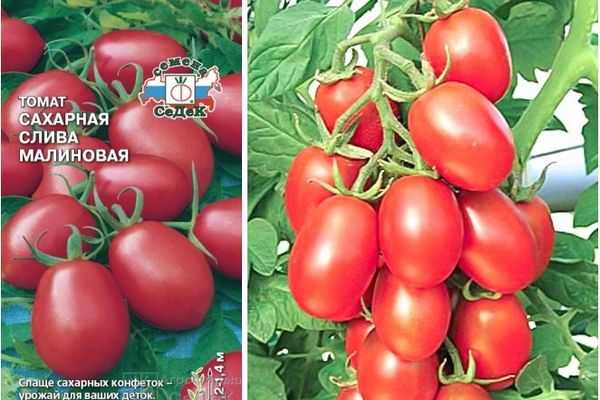 Описание отечественного томата сахарная слива красная и его выращивание