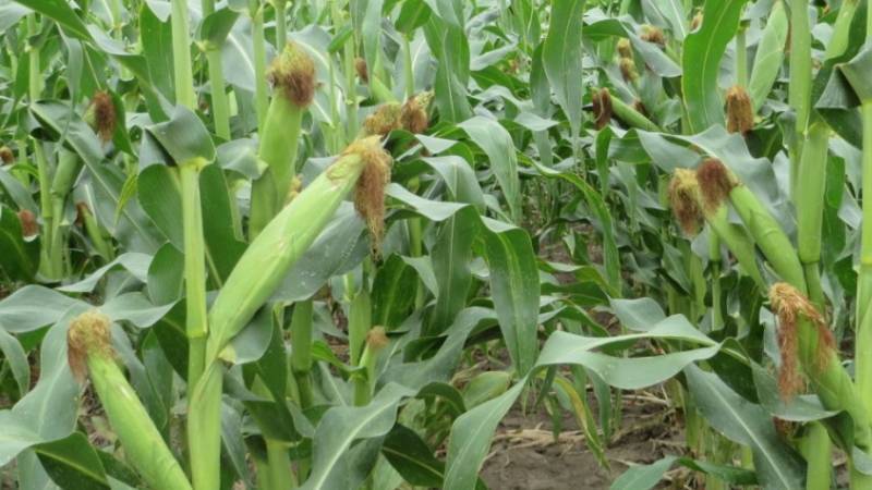 Отличия фуражной и пищевой кукурузы