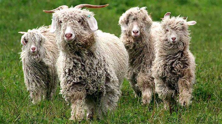 Лучшие породы пуховых коз с фото и описанием