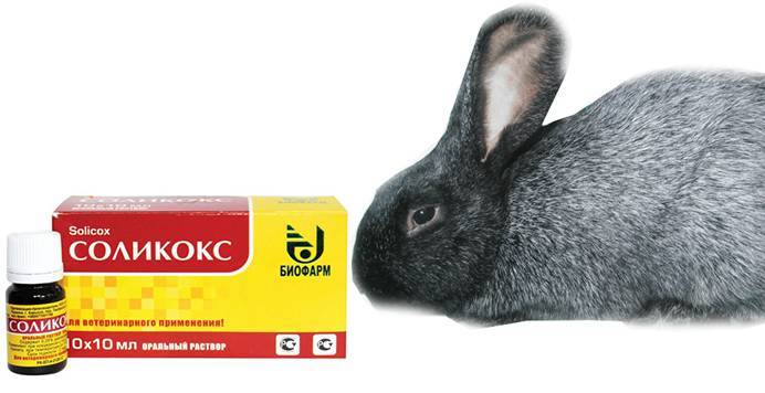 Инструкция по применению препарата соликокс для птиц и кроликов