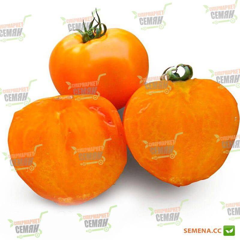Чио-чио-сан: прекрасный сорт мелкоплодных помидоров