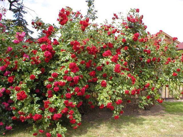 Характеристика роз сорта «амадеус» и правила их выращивания