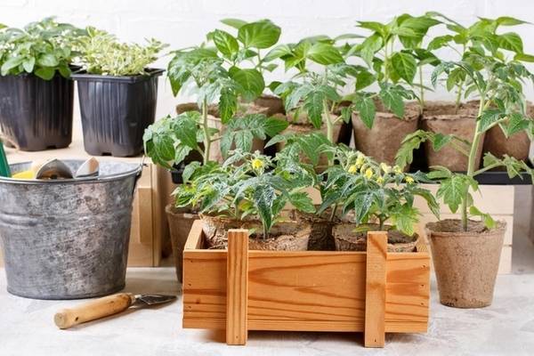 Дрожжевая подкормка для рассады и растений — рецепты приготовления