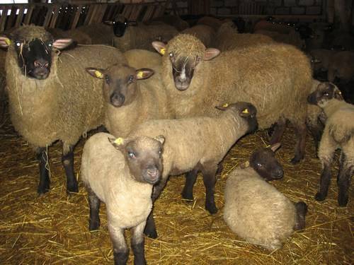 Разведение овец: описание лучших пород, создание условий для содержания
