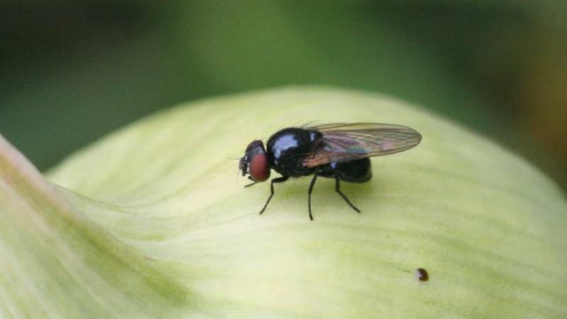 Луковая муха – как не остаться без урожая