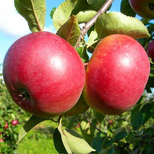 Яблоня белорусское сладкое: рассказываем суть