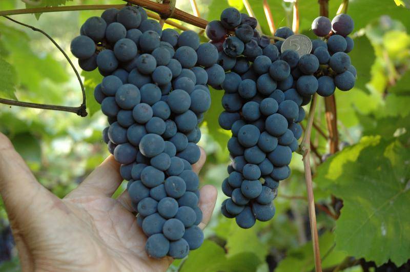 Сорт винограда амурский прорыв: описание и особенности выращивания