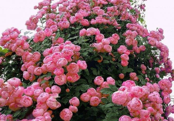 Чайно-гибридные розы: что такое, сорта с описаниями, посадка и уход