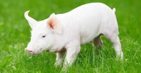 Описание и характеристики свиней породы ландрас, условия содержания и разведение