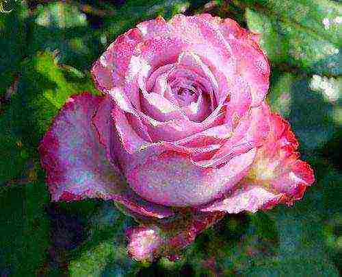 Роза астрид графин фон харденберг – немецкая строгость и элегантность