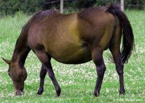 Почему возникает ринопневмония лошадей и ее профилактика