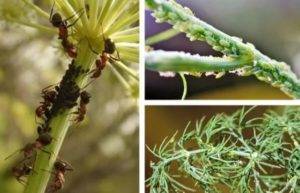 «универсальный» вредитель: как избавиться от тли на плодовых деревьях